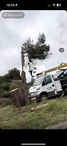 Photo de galerie - Taille de palmier 