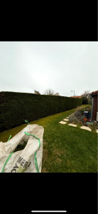 Photo de galerie - Taille de haies et d'arbustes