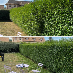 Photo de galerie - Taille de haie