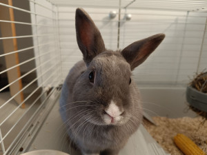 Photo de galerie - Garde animaux