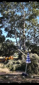 Photo de galerie - Abattage et broyage des branches 