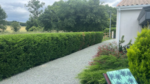Photo de galerie - Taille de haies et d'arbustes