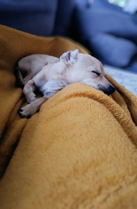 Photo de galerie - Buck 