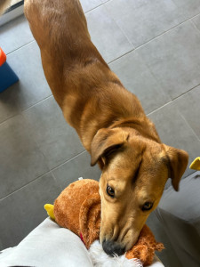 Photo de galerie - Castor, cane corso/berder colis, un jeune chien, gardé tout un week end. Promenade au parc, jeux, et caresse à gogo !! 