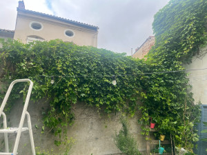Photo de galerie - Retirer du lierre bien installé.