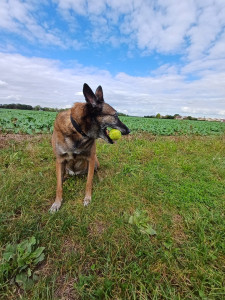 Photo de galerie - Garde chien