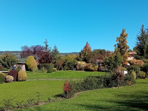 Photo de galerie - Taille de haies, Arbustes et Tonte de jardin.