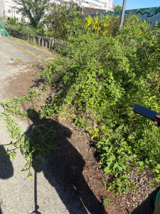 Photo de galerie - Taille de haies et d'arbustes