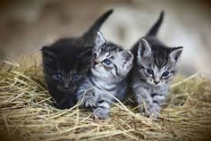 Photo de galerie - Garde animaux