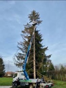 Photo de galerie - Elagage et coupe d'arbres