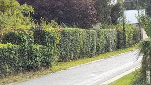 Photo de galerie - Taille de haies et d'arbustes