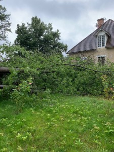 Photo de galerie - Gros chêne tomber par la tempête en Juillet 2021