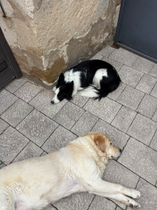 Photo de galerie - Garde de chiens