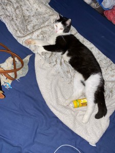 Photo de galerie - Garde de chat 