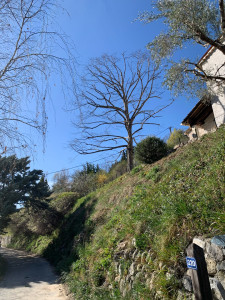 Photo de galerie - Taille douce sur un tilleul