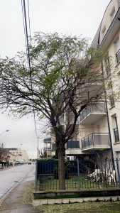 Photo de galerie - Elagage et coupe d'arbres