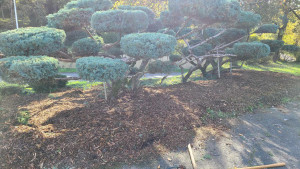 Photo de galerie - Taille Niwaki genévrier rampant , taille cisaille à haie .
