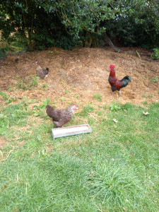 Photo de galerie - Garde animaux