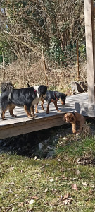 Photo de galerie - Garde chien