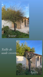 Photo de galerie - Taille de remise en valeur d’un  saule crevettes 