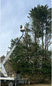 Photo de galerie - Elagage et coupe d'arbres