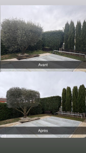 Photo de galerie - Taille d’un Olivier taille de haie taille de massif