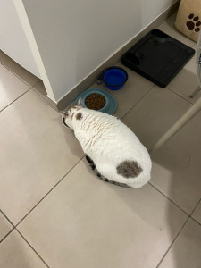 Photo de galerie - Olympe, a passé une semaine, a bien mangé et a bien grossi hihiii