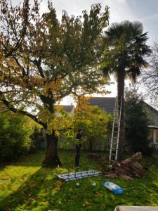 Photo de galerie - Elagage et coupe d'arbres