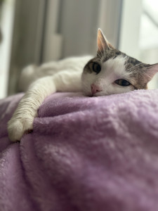 Photo de galerie - Garde de chat pendant les vacances de sa maîtresse 