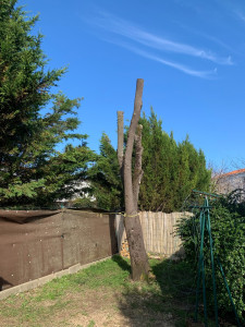 Photo de galerie - Elagage et coupe d'arbres