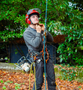 Photo de galerie - Taille de tilleuls