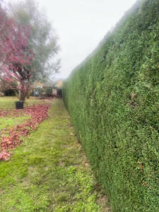 Photo de galerie - Taille d’une haie de thuyas 