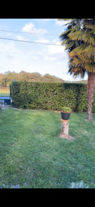 Photo de galerie - Taille de haie