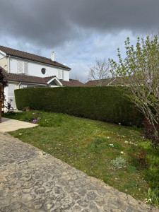 Photo de galerie - Taille de haie