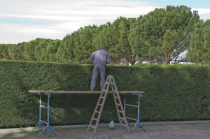 Photo de galerie - Taille d'une haie