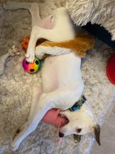 Photo de galerie - Trop de jouets !