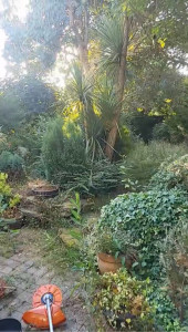 Photo de galerie - Taille de haies et d'arbustes