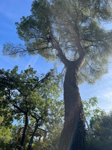 Photo de galerie - Elagage et coupe d'arbres