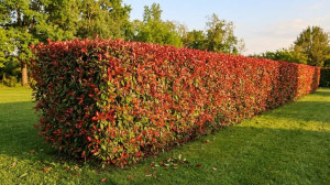 Photo de galerie - Taille de haie Photinia 