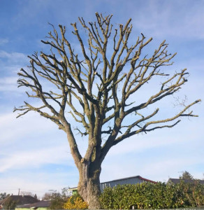 Photo de galerie - Elagage et coupe d'arbres