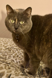 Photo de galerie - Garde animaux