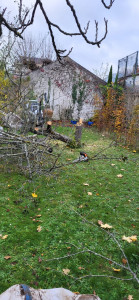 Photo de galerie - Elagage et coupe d'arbres