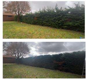 Photo de galerie - TAILLE DE HAIE 