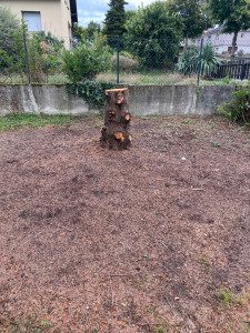 Photo de galerie - Elagage et coupe d'arbres