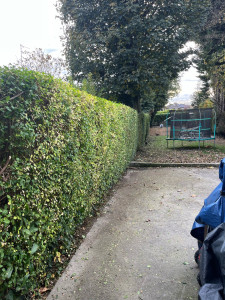 Photo de galerie - Taille de haies et d'arbustes