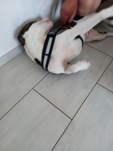 Photo de galerie - Garde chien