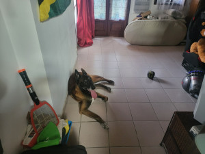 Photo de galerie - Jolie malinois de 9 ans très sage et mignon 