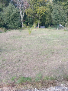 Photo de galerie - Taille de pelouse