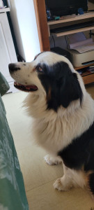 Photo de galerie - Garde chien ? 