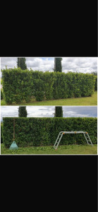 Photo de galerie - Taille de haie 